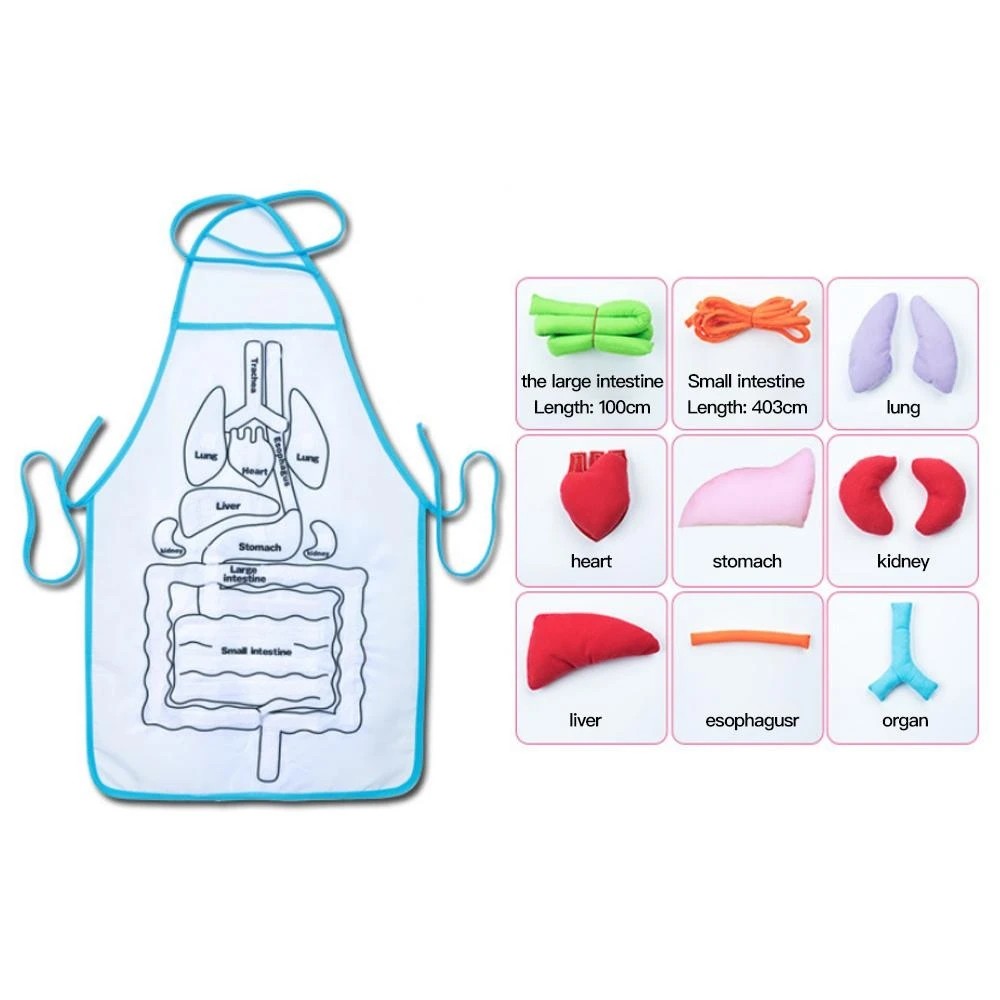 Human Organs Children Teaching Apron with Hook and Loop Tapes