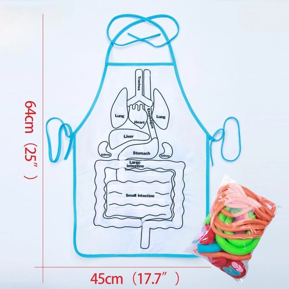 Human Organs Children Teaching Apron with Hook and Loop Tapes