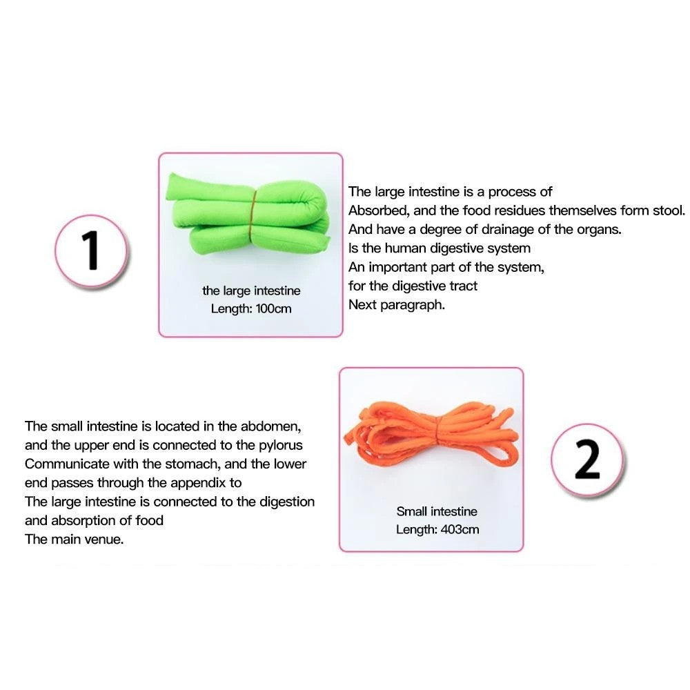 Human Organs Children Teaching Apron with Hook and Loop Tapes